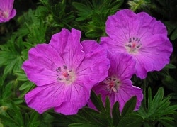 Geranium