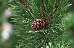 Pine