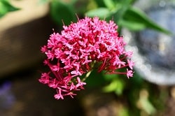 Valerian