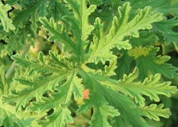 citronella